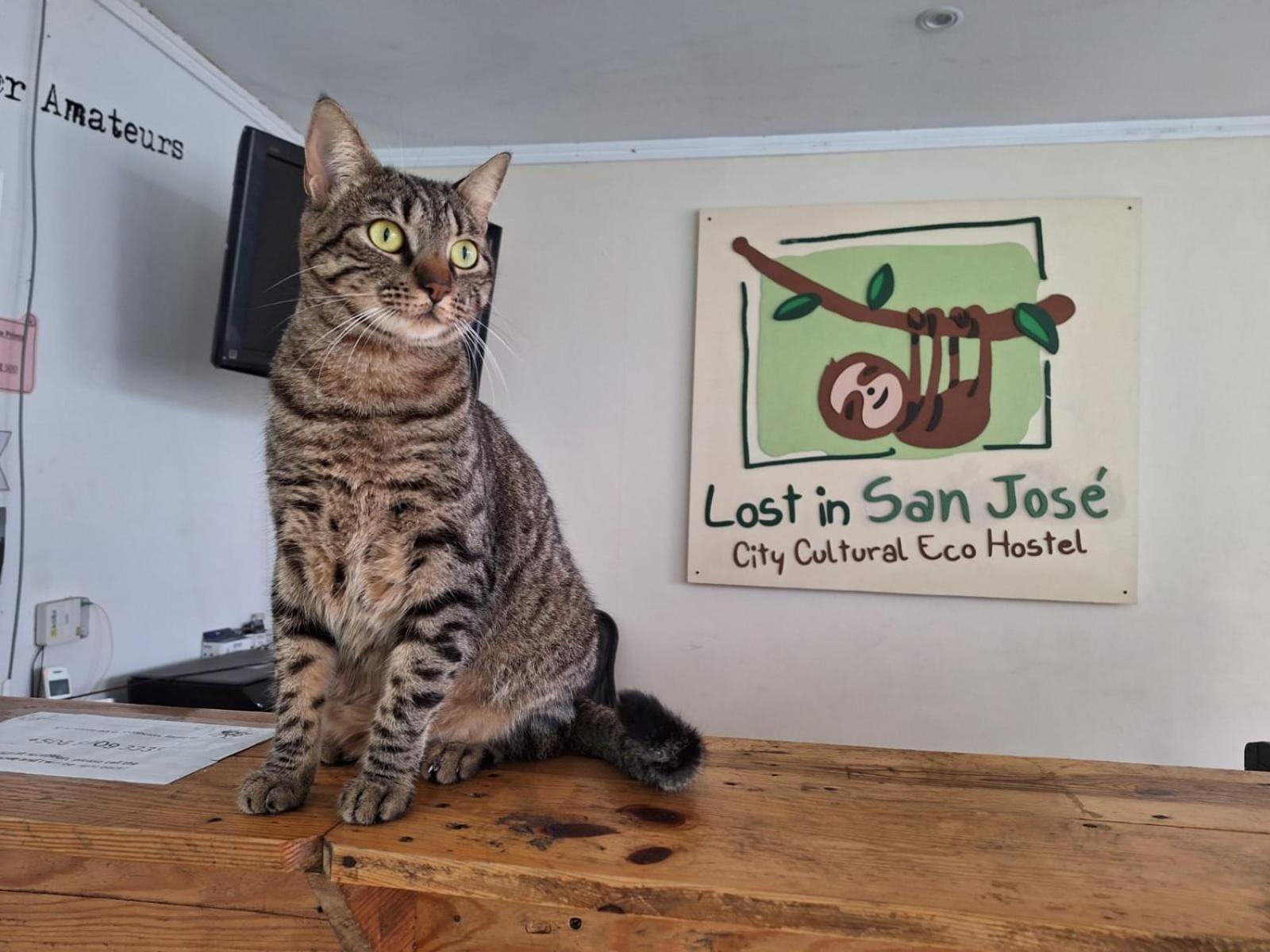 Lost In San Jose Hotel & Hostel Ngoại thất bức ảnh